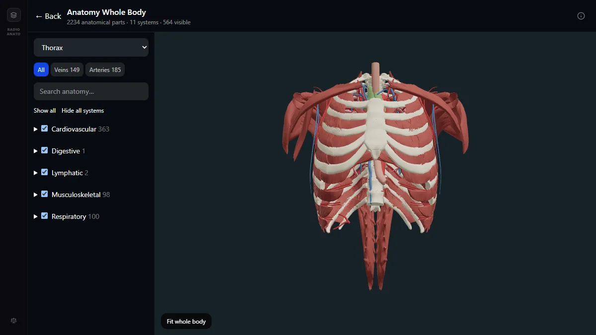 Tórax no atlas de anatomia 3D do RadioAnatomy: costelas, esterno, músculos, artérias e veias, com a lista de sistemas à esquerda